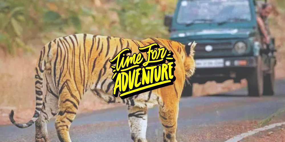 jeep-safari-packages-jim-corbett