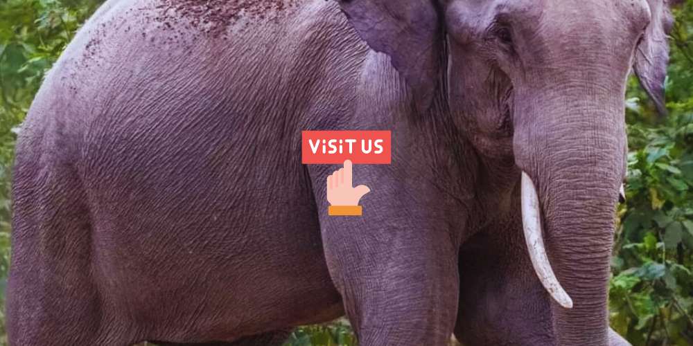 Safari Book Now Best Deals Jim Corbett